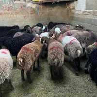 گوسفند و دام زنده بهداشتی در محل شما با ارسال..