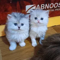 بچه گربه های اشرافی مجموعه اهواز