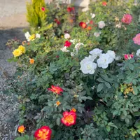 گل رز هلندی ۲ساله دایم گل فقط|گل و گیاه طبیعی|تهران, شهرک استقلال|دیوار