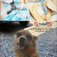 سگ گمشده