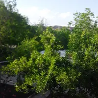 اجاره خانه باغ ویلا ۳ هکتاری در روستای خبر بافت|اجارهٔ کوتاه‌مدت ویلا و باغ|بندرعباس, |دیوار