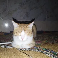 گربه ماده