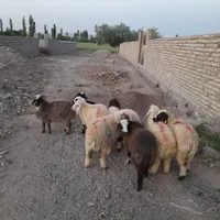 ۱۰ راس بره نر شاخی شیرازی سبک همه نر