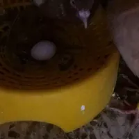 کبوتر گم شده