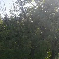 باغ انار در ساوه|فروش زمین و ملک کلنگی|تهران, حسن‌آباد|دیوار