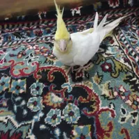 دو عدد عروس هلندی نر و ماده|پرنده|مشگین شهر, |دیوار
