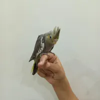 جوجه عروس هلندی|پرنده|تهران, مهرآباد جنوبی|دیوار