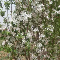 خدمات باغبانی سم پاشی و هرس درختان|خدمات باغبانی و درختکاری|اصفهان, دانشگاه اصفهان|دیوار