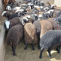 گوسفند زنده برای قربانی همراه باسلاخ حرفه ای