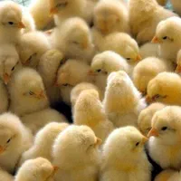 فروش تخم نطفه داروجوجه گوشتی