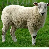 فروش گوسفندان درجه ی یک