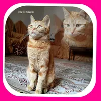 گربه گمشده دختر