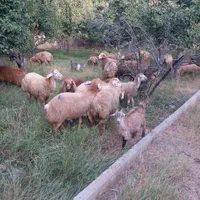 گوسفند زنده داخل باغ در سه راه عظیمیه
