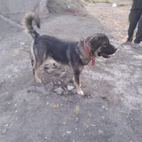 سگ نگهبان|سگ|تهران, سعادت‌آباد|دیوار