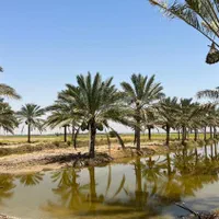 درختی ک در چمستان است