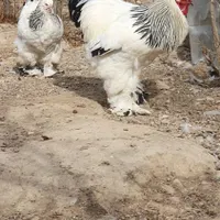 جوجه و تخم مرغ نطفه دار برهما اصیل