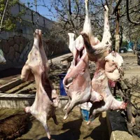 بره نر مختص عقیقه*دام زنده/خونی/نصفه گوشت بشرط