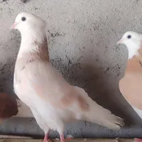 پرنده