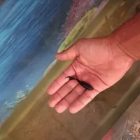 ماهی مولی و گوپی|ماهی|بندرعباس, |دیوار