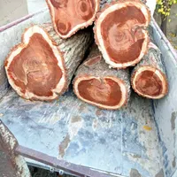 خریدار درخت تبریزی باغی