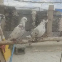 3عدد کفتر