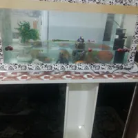 اکواریوم