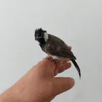 جوجه رام پرنده