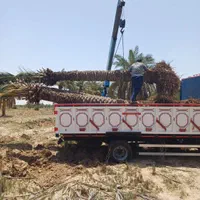 کاشت نخل خرما میوهٔ بهشتی