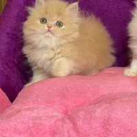 بچه گربه نژاد دار اصیل ( مجموعه اصلی)