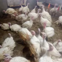 بوقلمون گوشتی