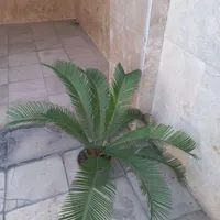 سیکاس چند ساله|گل و گیاه طبیعی|تهران, استاد معین|دیوار