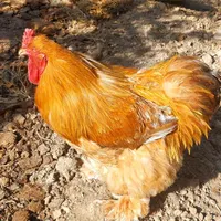 خروس اصیل برهما و مرغ و خروس پلیموت مینیاتوری|حیوانات مزرعه|تهران, ابن بابویه|دیوار