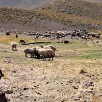 بره بزغاله گوسفند میش بز چاق کوهستان|عمده‌فروشی|شاهین‌شهر, فردوسی|دیوار