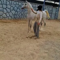 اسب نریان عرب