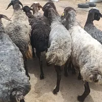 80 راس گوسفند چاق چاق|حیوانات مزرعه|قزوین, |دیوار
