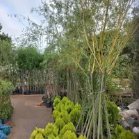 با عرض سلام نهالستان احمدی