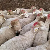 گوسفند مغان کردستان افشار