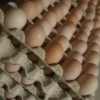 تخمرغ نطفه دار . نژاد گلپایگانی با خروس آردینر|حیوانات مزرعه|گلپایگان, |دیوار
