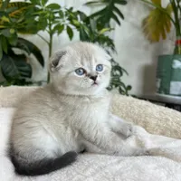 مجموعه گربه های اشرافی ( ایران کتز iran cats)|گربه|رشت, گلباغ نماز|دیوار