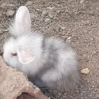 بچه خرگوش