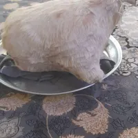 اشیاع