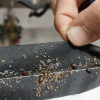سم پاشی ساس کنه سوسک دریک مرحله سمپاشی ضمانتی