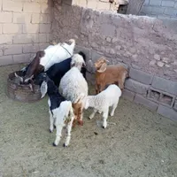 کهره و گوسفند|حیوانات مزرعه|کرمان, |دیوار