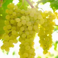 نهال انگور|خدمات باغبانی و درختکاری|کرج, شهریار|دیوار