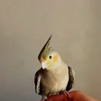 گم شده