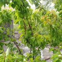 باغ میوه بیجار کردستان|فروش زمین و ملک کلنگی|تهران, آبشار|دیوار