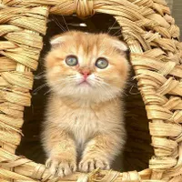 بچه گربه های اشرافی ایران کتز|گربه|اهواز, کوی باهنر|دیوار