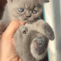 گربه اسکاتیش
