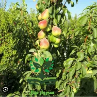 نهال گلابی اسپادانا دوساله گلدانی|گل و گیاه طبیعی|سبزوار, کهنه آب|دیوار