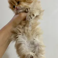 گربه گلد